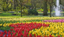 Keukenhof